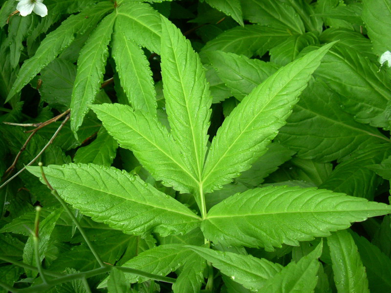 Cardamine heptaphylla / Dentaria pennata